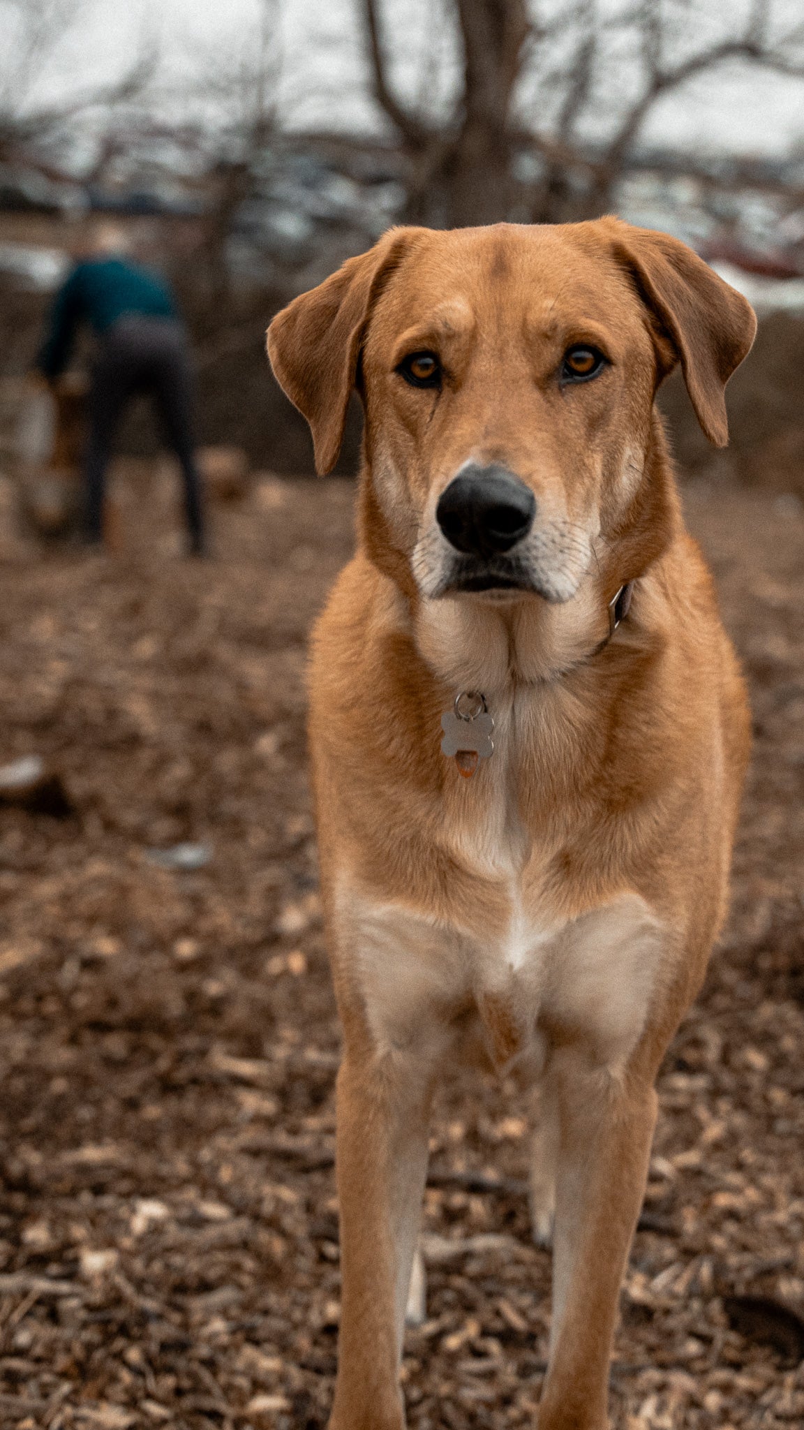 Honeygrain – Lightroom Preset
